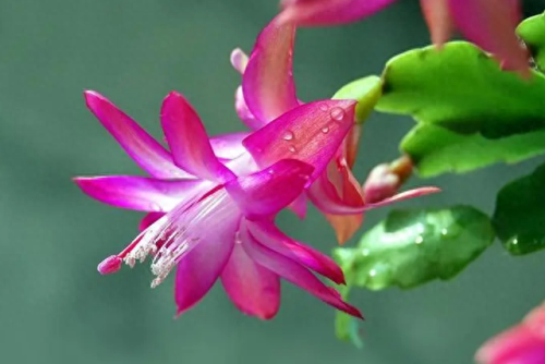 春节摆花卉十大排行榜(春节花卉宣传语)插图6