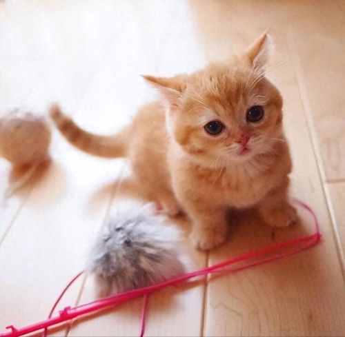 独居养猫品种排名前十(独居上班族适合养猫么)插图1 独居养猫品种排名前十(独居上班族适合养猫么)插图1