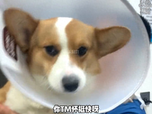 动物排行榜之十大动物医生(动物排名十大凶猛动物)插图3 动物排行榜之十大动物医生(动物排名十大凶猛动物)插图3