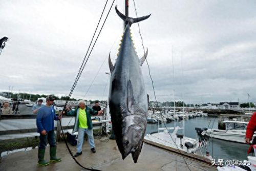 世界十大鱼缸品牌排行榜(中国鱼缸品牌十大排名)插图