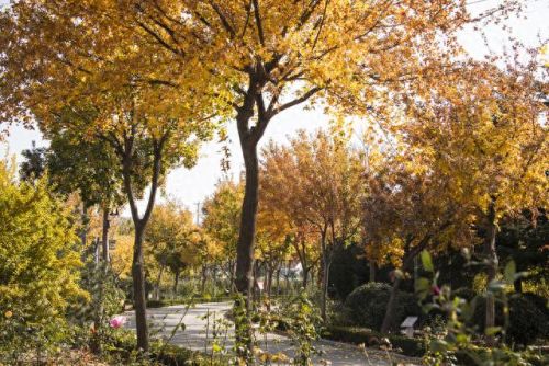 十大海藻类食物排行榜(含钾十大食物排名)插图