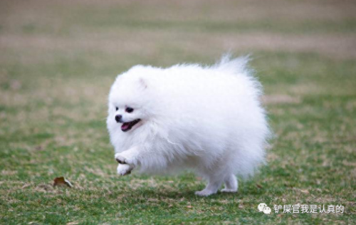 十大最萌的小宠排行榜(十大最萌的仓鼠排行榜)插图1 十大最萌的小宠排行榜(十大最萌的仓鼠排行榜)插图1
