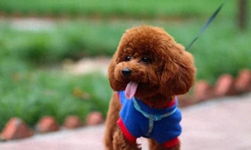 十大最建议养的狗排行榜(女儿13岁初中适合养狗吗)插图5