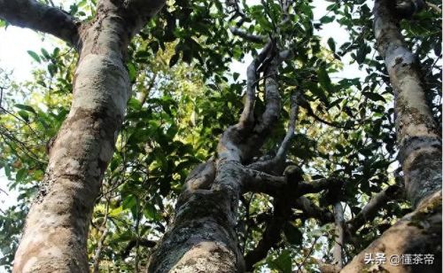 古树茶十大品牌排行榜图片(白茶品牌十大排名)插图8