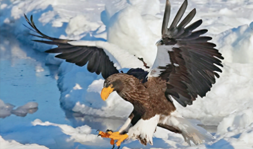 十大凶鸟实力排行榜(上古神话十大凶兽)插图8 十大凶鸟实力排行榜(上古神话十大凶兽)插图8