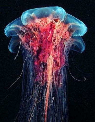 动物排行榜之十大动物祖先(十大古老动物排行榜)