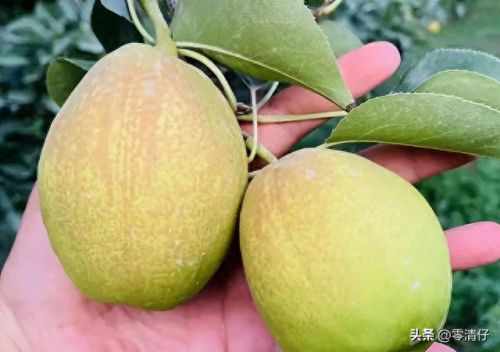 新疆十大干果品牌排行榜(新疆出名的干果有哪些)插图6