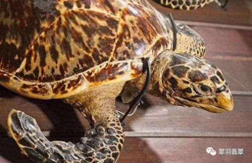 十大辟邪神物排行榜图片(地府十大神物排行榜)插图9