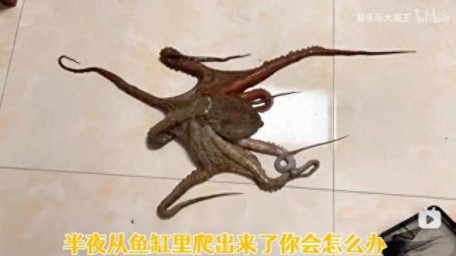 火烧云十大up主排行榜(up主排行榜火烧云)插图16 火烧云十大up主排行榜(up主排行榜火烧云)插图16