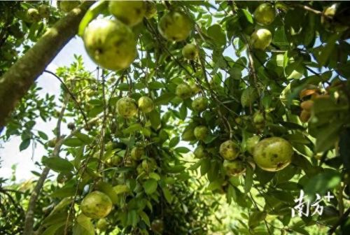 全国十大山茶油排行榜(口碑最好的山茶油排行)插图1