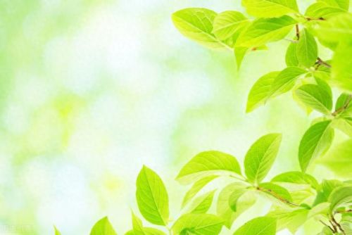 国际十大精油品牌排行榜图片(精油品牌十大排行榜)插图8 国际十大精油品牌排行榜图片(精油品牌十大排行榜)插图8