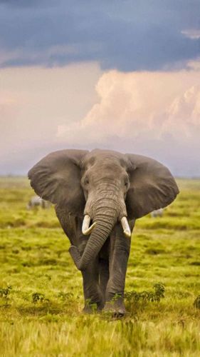 世界上十大危险动物排行榜(第一危险的动物)插图7