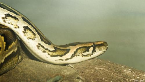 热带雨林十大蛇排行榜(农村十大土蛇)插图2