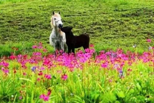 新疆塔城酒店排名前十(全国连锁酒店排名)插图2