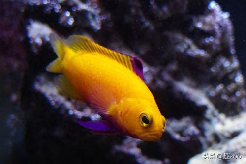 世界十大鱼缸品牌排行榜(中国鱼缸品牌十大排名)插图5