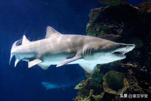 史上最强的十大鲨鱼排行榜(十大温柔的鲨鱼)插图