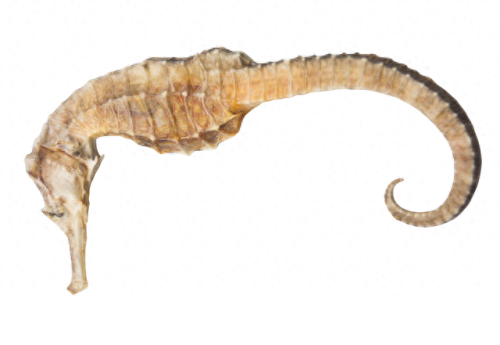 人参药材厂家排名前十(人参类药材价格)插图9 人参药材厂家排名前十(人参类药材价格)插图9