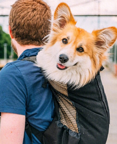 娱乐圈十大宠物排行榜最新(北京圈内人养宠物的明星)插图6