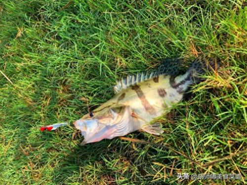 淡水十大好吃鱼排行榜(淡水银鳕鱼是底层鱼吗)插图1