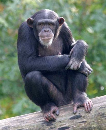 智商排名前十的十位(达斡尔族人智商排名)插图 智商排名前十的十位(达斡尔族人智商排名)插图