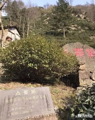 茶经排名前十的茶(十三种满分好茶)插图30 茶经排名前十的茶(十三种满分好茶)插图30