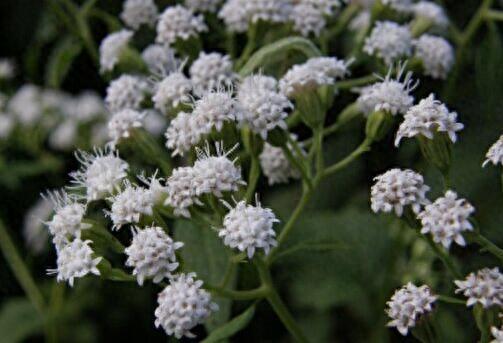 世界上十大剧毒植物排行榜(能通过皮肤吸收的剧毒)插图