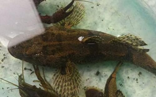 十大土豪鱼排行榜最新视频(雷龙鱼十大禁忌)插图11