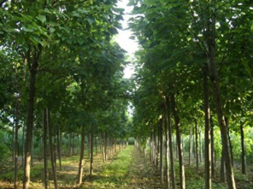 世界绿化速度排名前十(世界上最快的速度排名)插图4 世界绿化速度排名前十(世界上最快的速度排名)插图4