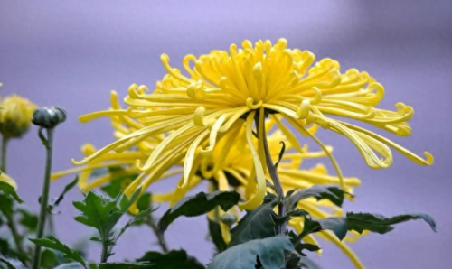 春节摆花卉十大排行榜(春节花卉宣传语)插图5