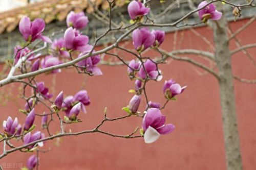 国际十大精油品牌排行榜图片(精油品牌十大排行榜)插图6 国际十大精油品牌排行榜图片(精油品牌十大排行榜)插图6