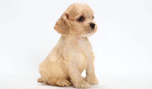 各国狗智商排名前十(法斗狗智商排行榜)插图6 各国狗智商排名前十(法斗狗智商排行榜)插图6