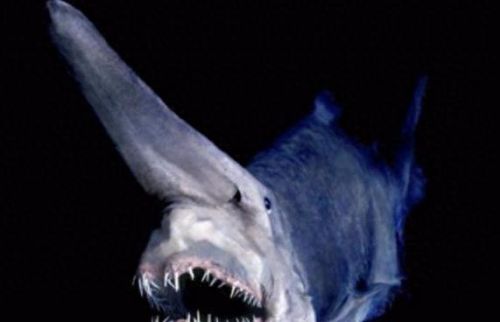 动物排行榜之十大动物祖先(十大古老动物排行榜)插图4 动物排行榜之十大动物祖先(十大古老动物排行榜)插图4