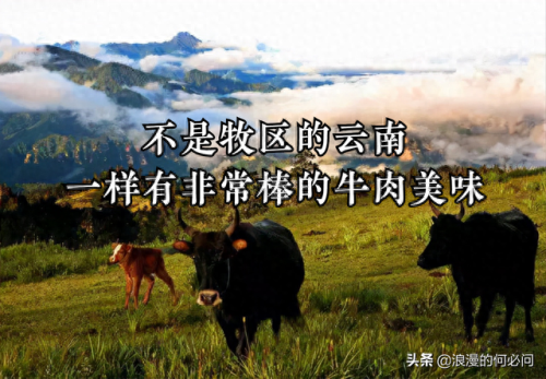 云南牛肉产量排名前十(全国各省牛肉产量排行)插图 云南牛肉产量排名前十(全国各省牛肉产量排行)插图