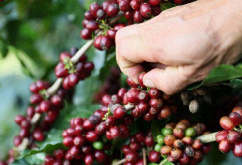 咖啡产地售价排名前十(日本咖啡ucc产地)插图6 咖啡产地售价排名前十(日本咖啡ucc产地)插图6