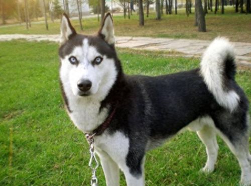 十大不能买的狗狗排行榜(狗狗罐头排行榜前十名)插图7