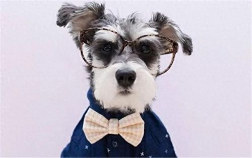 十大适合居家养的狗排行榜(哪种狗比较容易养)插图16 十大适合居家养的狗排行榜(哪种狗比较容易养)插图16