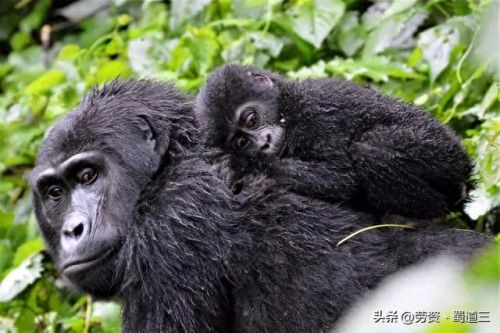 濒危动物十大排行榜(濒危动物名录)插图2 濒危动物十大排行榜(濒危动物名录)插图2