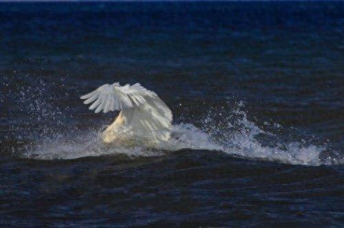 十大度钢琴曲排行榜(十大钢琴曲手机铃声)插图1