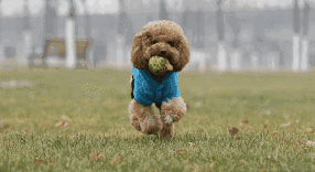 娱乐圈十大宠物排行榜最新(北京圈内人养宠物的明星)插图7