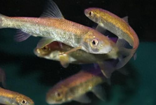 十大土豪鱼排行榜视频播放(雷龙鱼十大禁忌)插图6