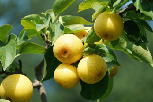 中国梨树产地排名前十(银梨树)插图10