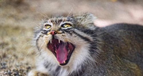 世界十大禁养名猫排行榜(十大名猫和十大禁养名猫)插图4