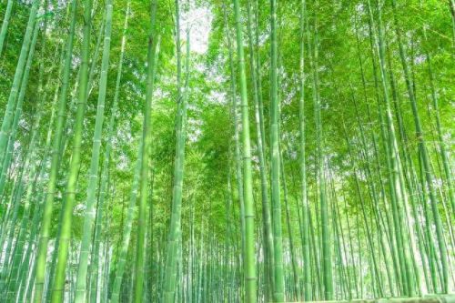 国际十大精油品牌排行榜图片(精油品牌十大排行榜)插图1 国际十大精油品牌排行榜图片(精油品牌十大排行榜)插图1