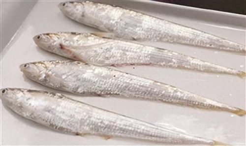 十大土豪鱼排行榜最新视频(雷龙鱼十大禁忌)插图4