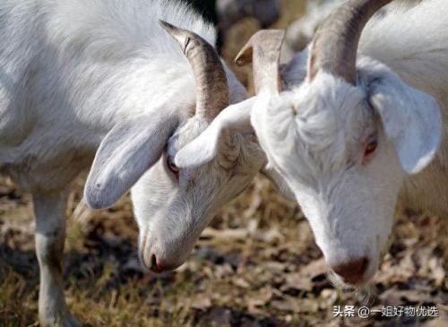 男士围巾品牌十大排行榜(围巾男士品牌排行榜)插图4 男士围巾品牌十大排行榜(围巾男士品牌排行榜)插图4