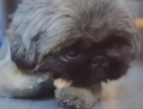 狗狗土狗寿命十大排行榜(土狗为什么寿命这么长)插图3 狗狗土狗寿命十大排行榜(土狗为什么寿命这么长)插图3