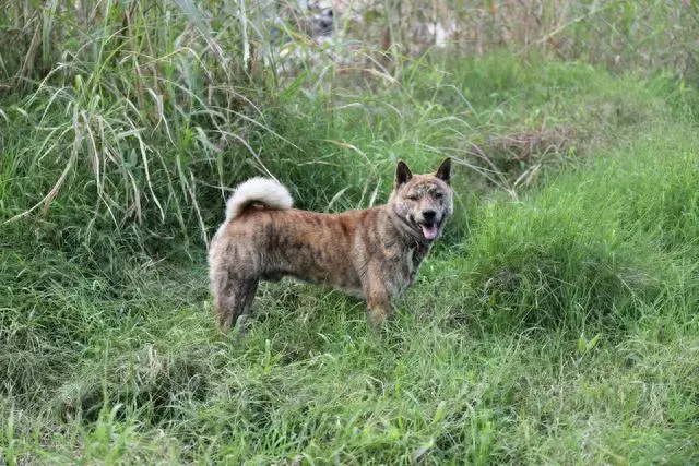 全国十大神犬排行榜最新(神犬追风)插图2 全国十大神犬排行榜最新(神犬追风)插图2