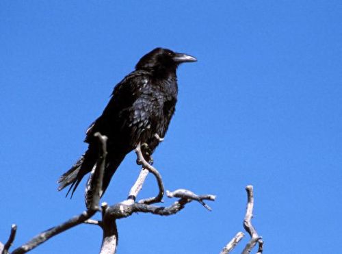 智商排名前十的十位(达斡尔族人智商排名)插图5 智商排名前十的十位(达斡尔族人智商排名)插图5