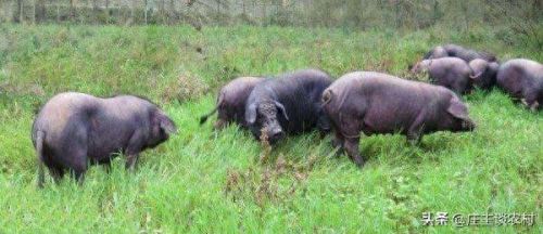 十大珍贵的猪肉排行榜图片(猪肉零食排行榜前十名)插图