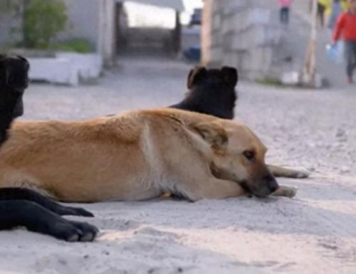 狗狗土狗寿命十大排行榜(土狗为什么寿命这么长)插图 狗狗土狗寿命十大排行榜(土狗为什么寿命这么长)插图